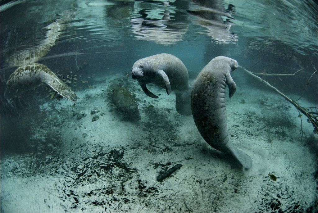 Rio, FL - File:Endangered Florida manatee (Trichechus manatus) (7636816484).jpg -  Wikiped
